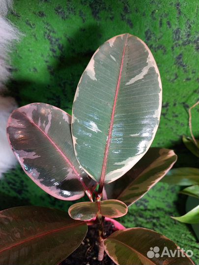 Фикус Ruby