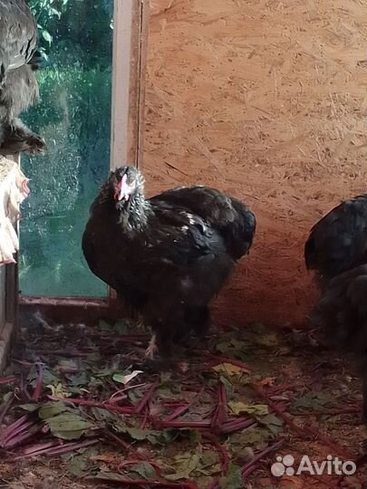 Молодые петушки породы брама