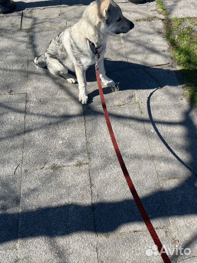 Услуги кинолога с выездом