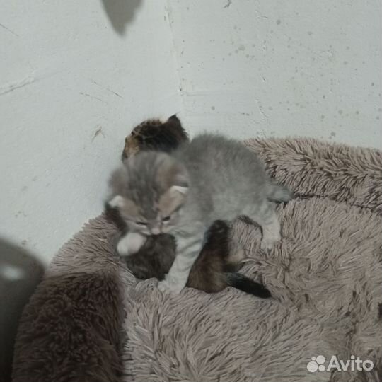 Британская кошка в дар