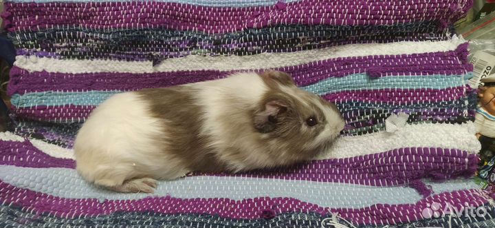 Морские свинки