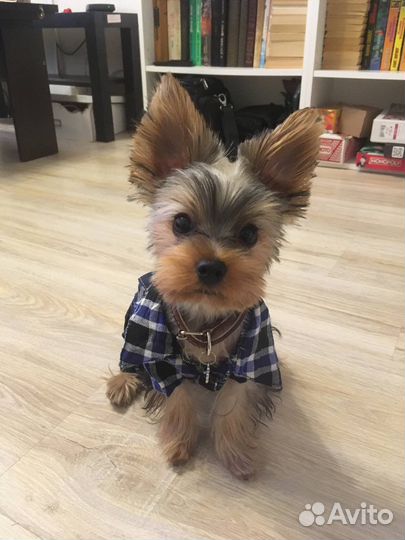 Вещи для щеночка