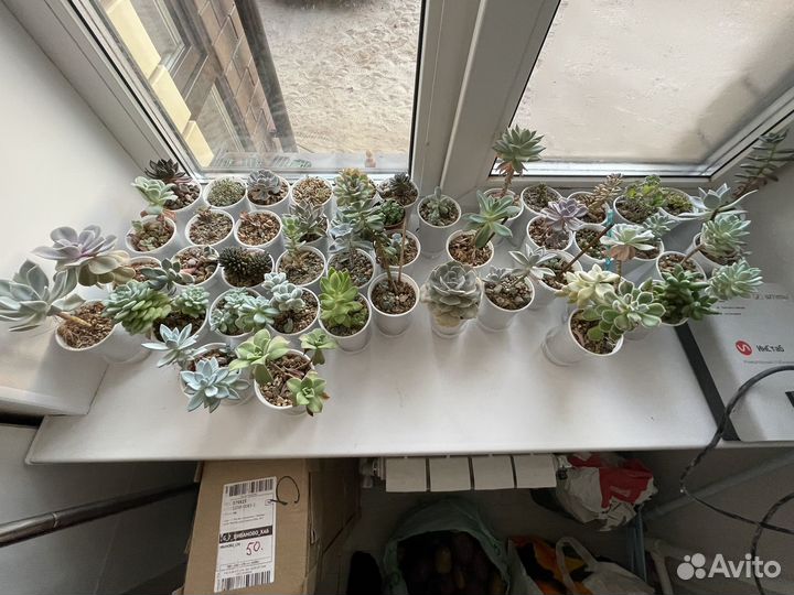 Суккуленты коллекция