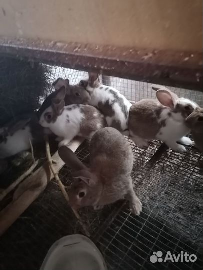 Крольчата