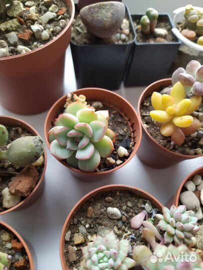 Суккуленты