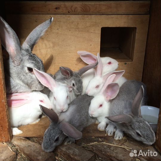 Кролики разных возрастов