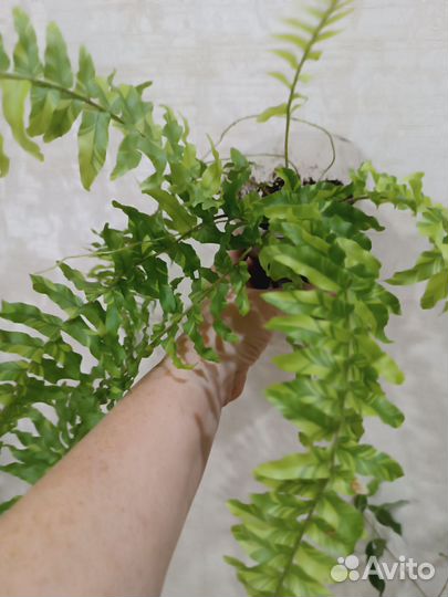 Папоротник