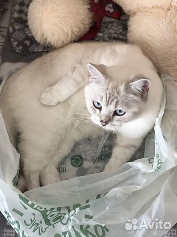 Шотландская кошка белая объявление продам