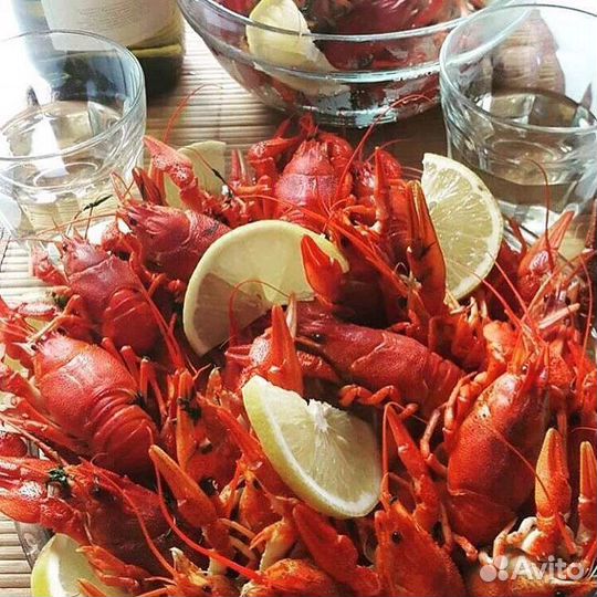 Раки живые и вареные (розница / опт )