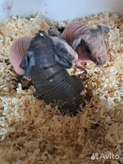 Морские свинки голые скинни,ген скинни