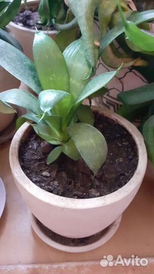 Комнатные цветы