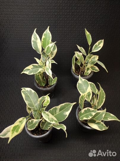 Фикус benjamina Twilight,Laguia, Diversifolia