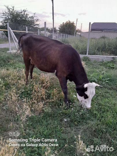 Коровы дойные с телятами