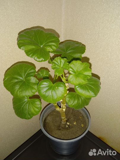 Пеларгония Apple blossom rosebud (усл.)