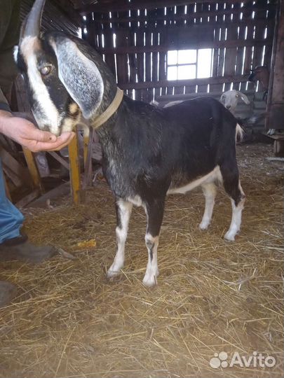 Нубийские козы