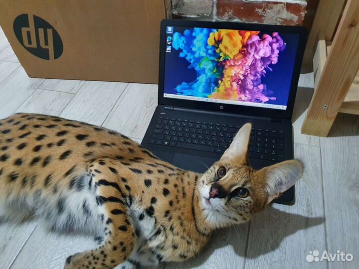 Мощный Новый ноутбук 2022 года с Гарантией