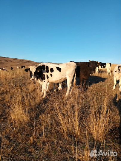 Телки стельные