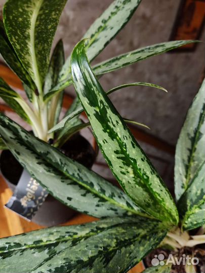 Аглаонема брызги шампанского