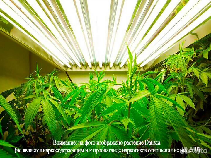 Лучшие Комплекты Днат 250 ватт для растений