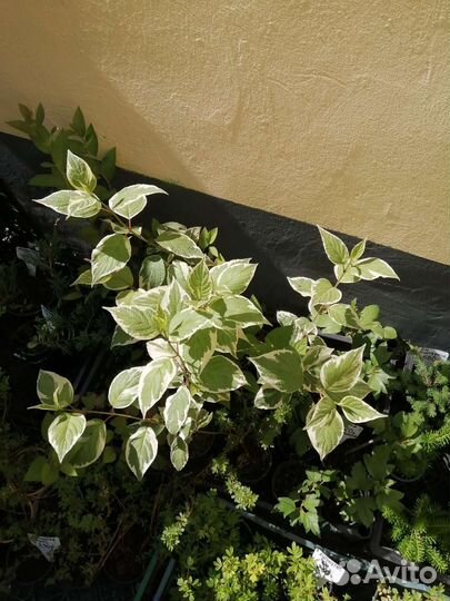 Декоративные деревья и кустарники