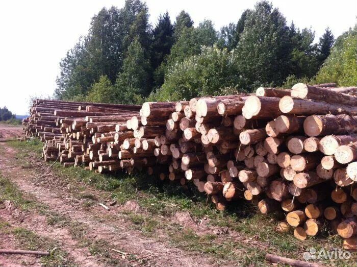 Лес кругляк тонкомер