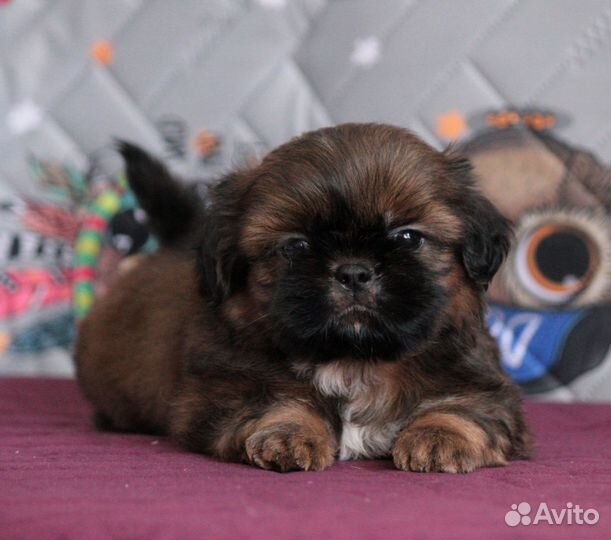 Щенки ши-тцу мальчики