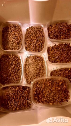 Перга пчелиная