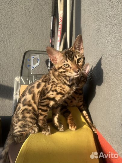 Бенгальские котята