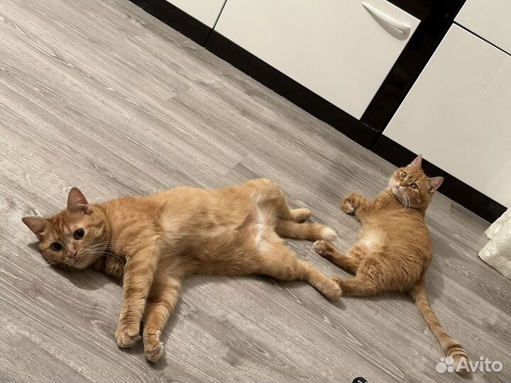 Кошки бесплатно