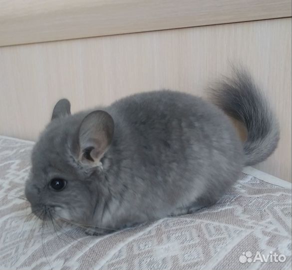 Шиншилла