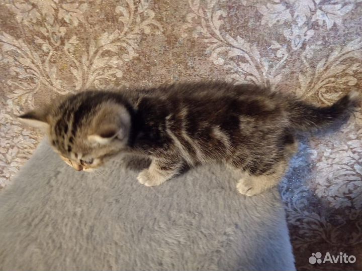 Шотладские котята