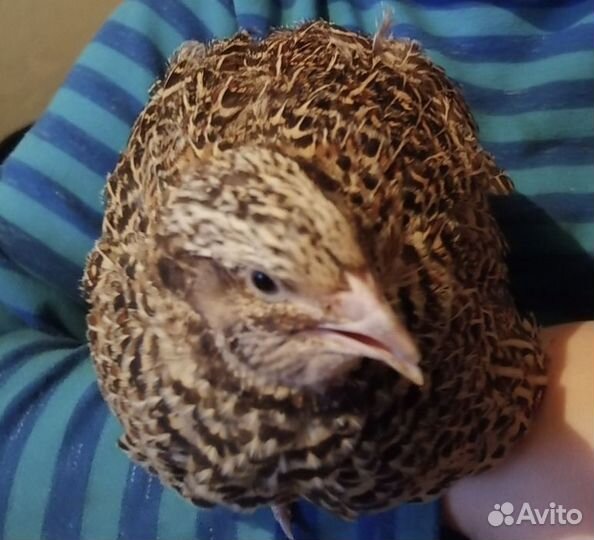 Живые перепелки яйцо