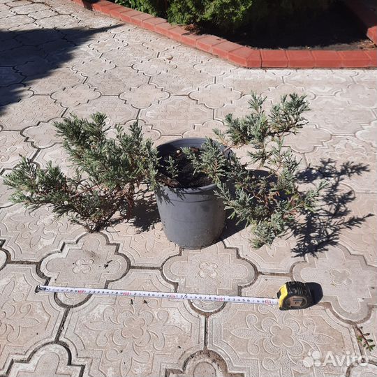 Туя карликовая шаровидная