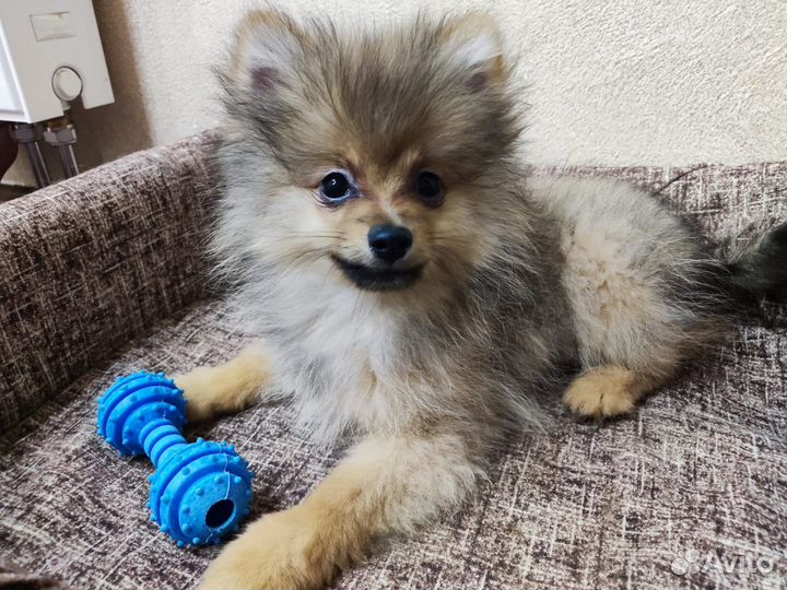 Щенки шпица