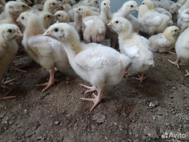 Цыплята: бройлеров. Спецкорма
