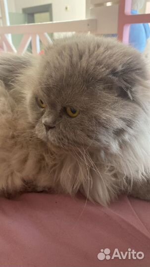 Персидский кот 12 лет