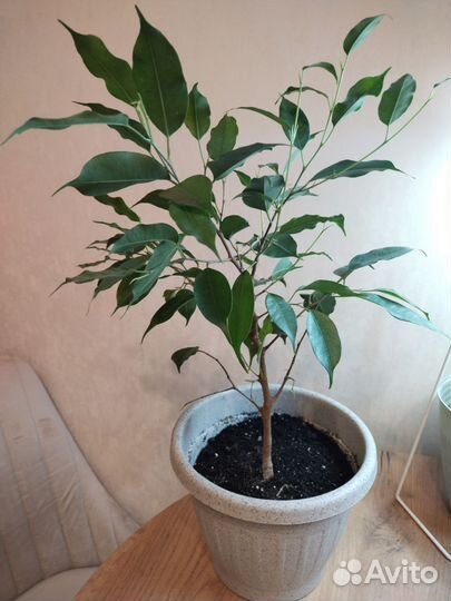 Фикус бенджамина