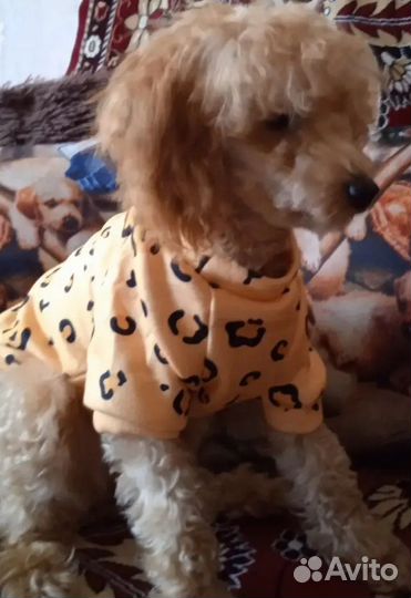 Толстовка для собачки