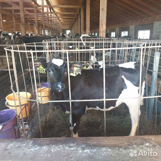 Породистые подрощенные бычки