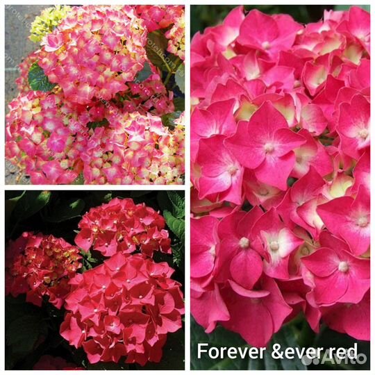 Гортензия ремонтантная