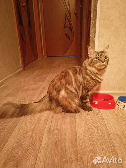 Кошка в дар бесплатно
