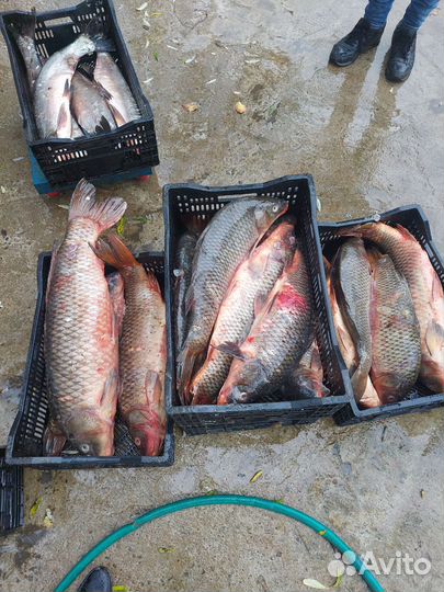 Кета свежий охложденая