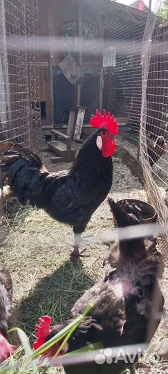 Цыплята Ухейилюй петухи Легбар Маран черно-медный