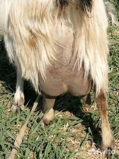 Козы, козлята