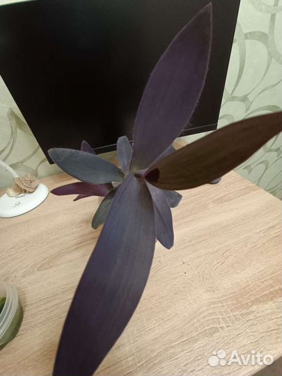 Сеткреазия пурпурная