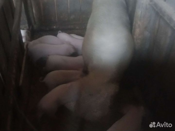 Крупно белая