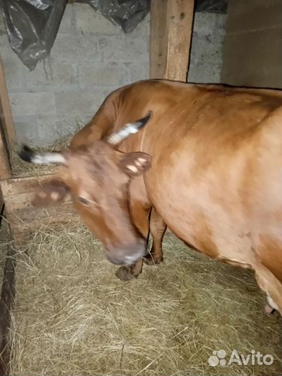 Продается корова. Шестым отёлом. Молоко вкусное