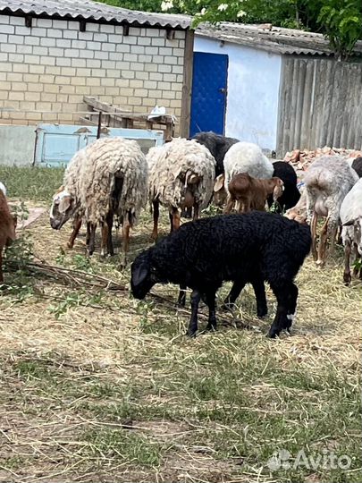 Овцы и бараны