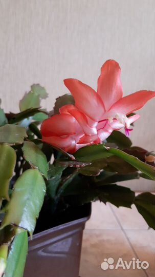 Декабрист шлюмбергера