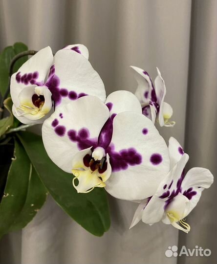 Орхидея фаленопсис